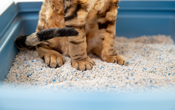 Chat dans une litière