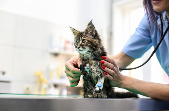 Identification de la maladie sur un chat par un vétérinaire