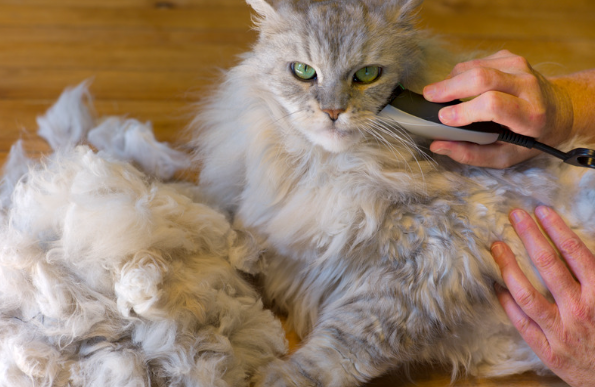 Aspirateur pour chats à poils longs