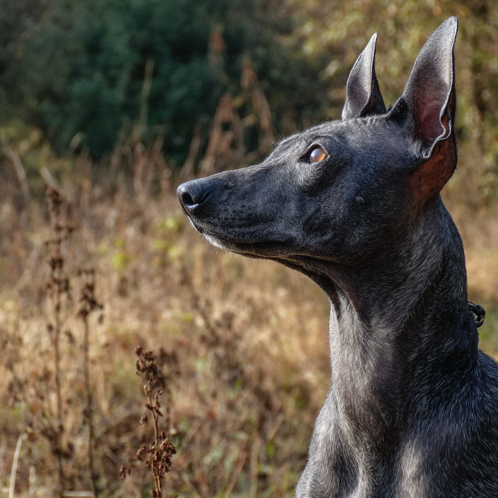 Xoloitzcuintli