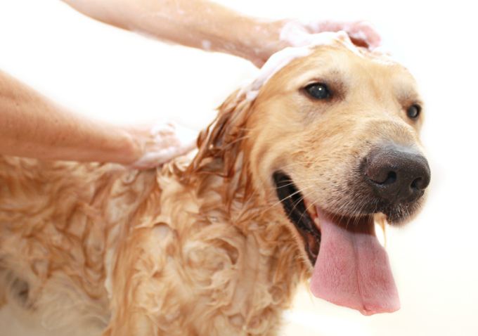 laver chien