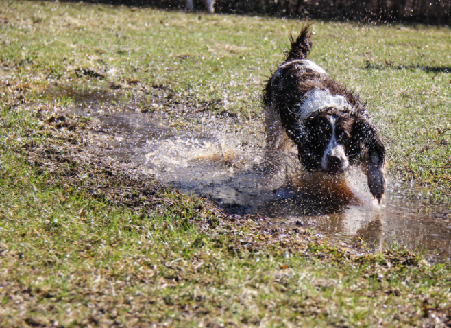 chien dans la boue