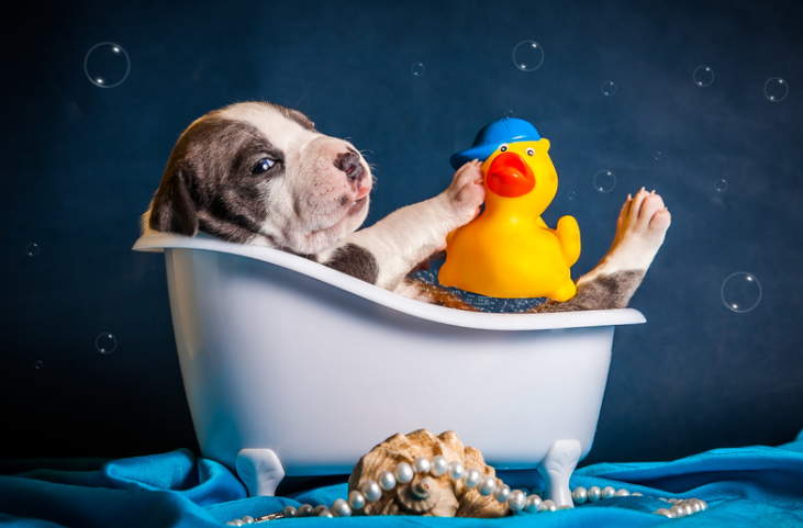 chien dans une baignoire