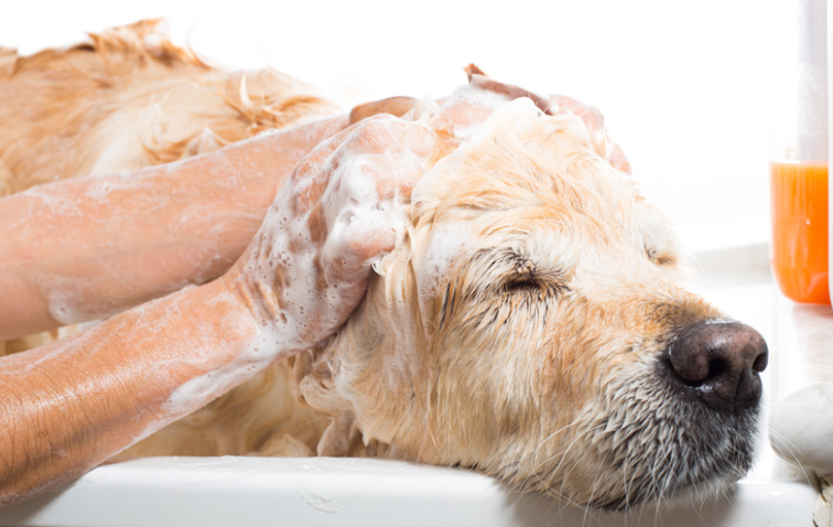 shampoing pour chien