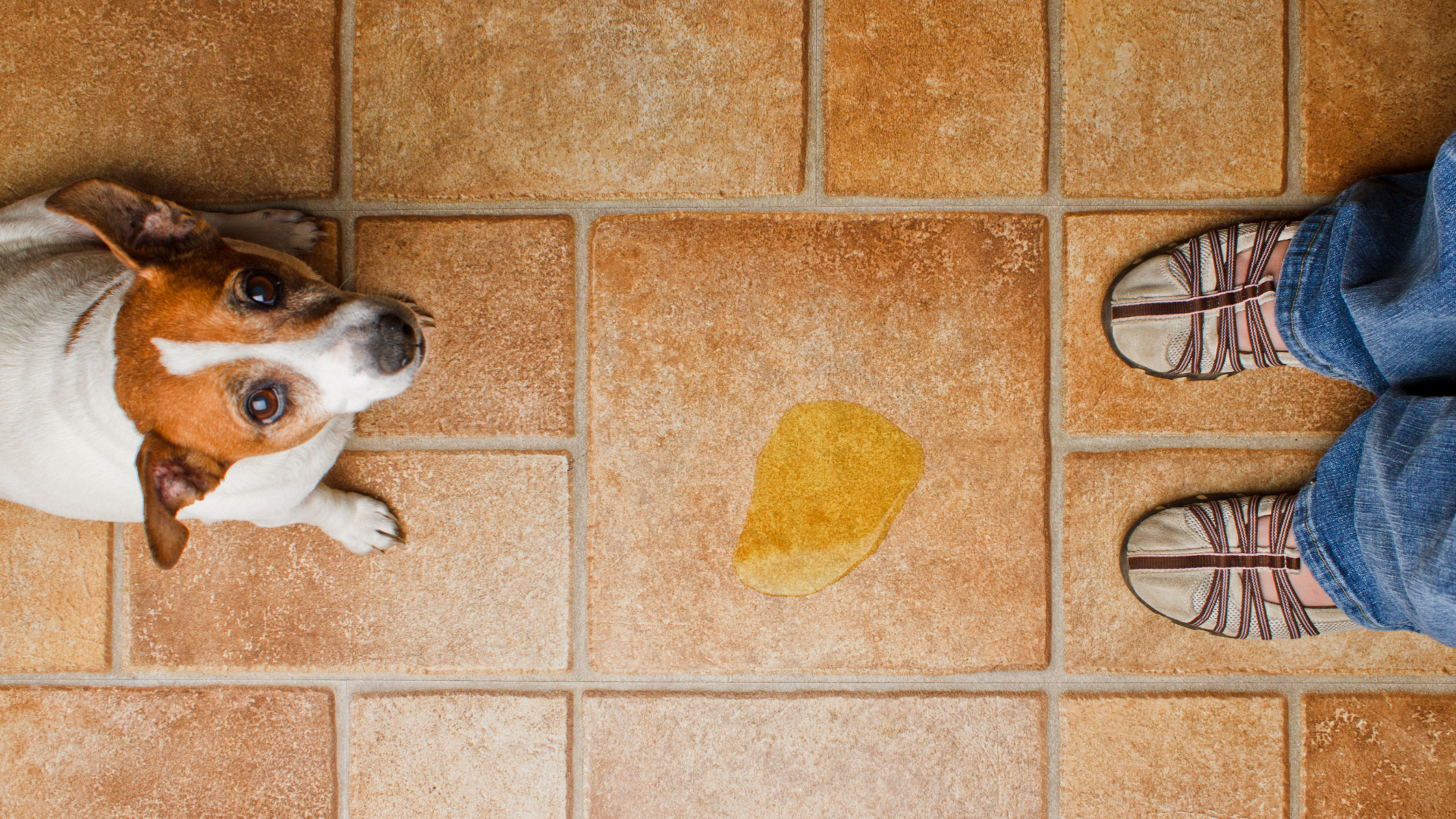 chien urine dans maison