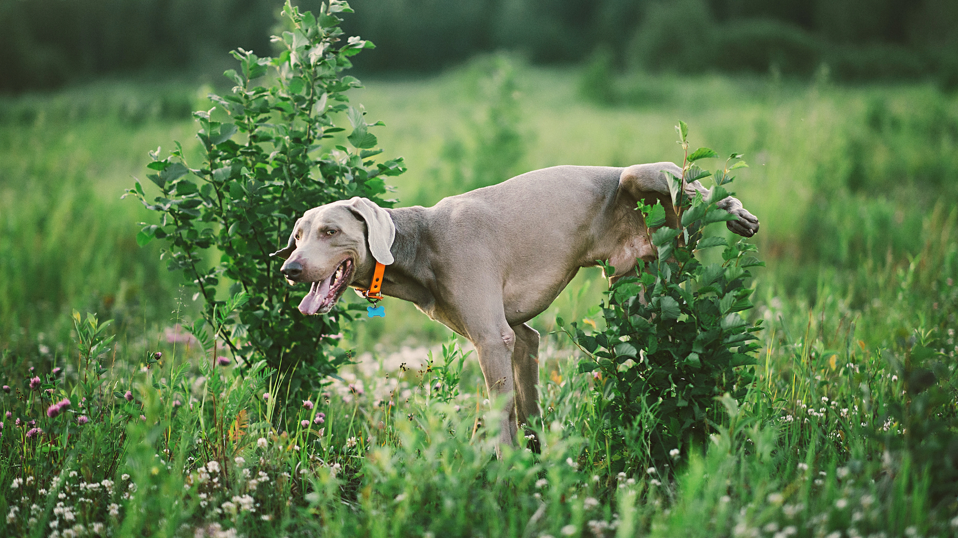 chien urine dans la nature