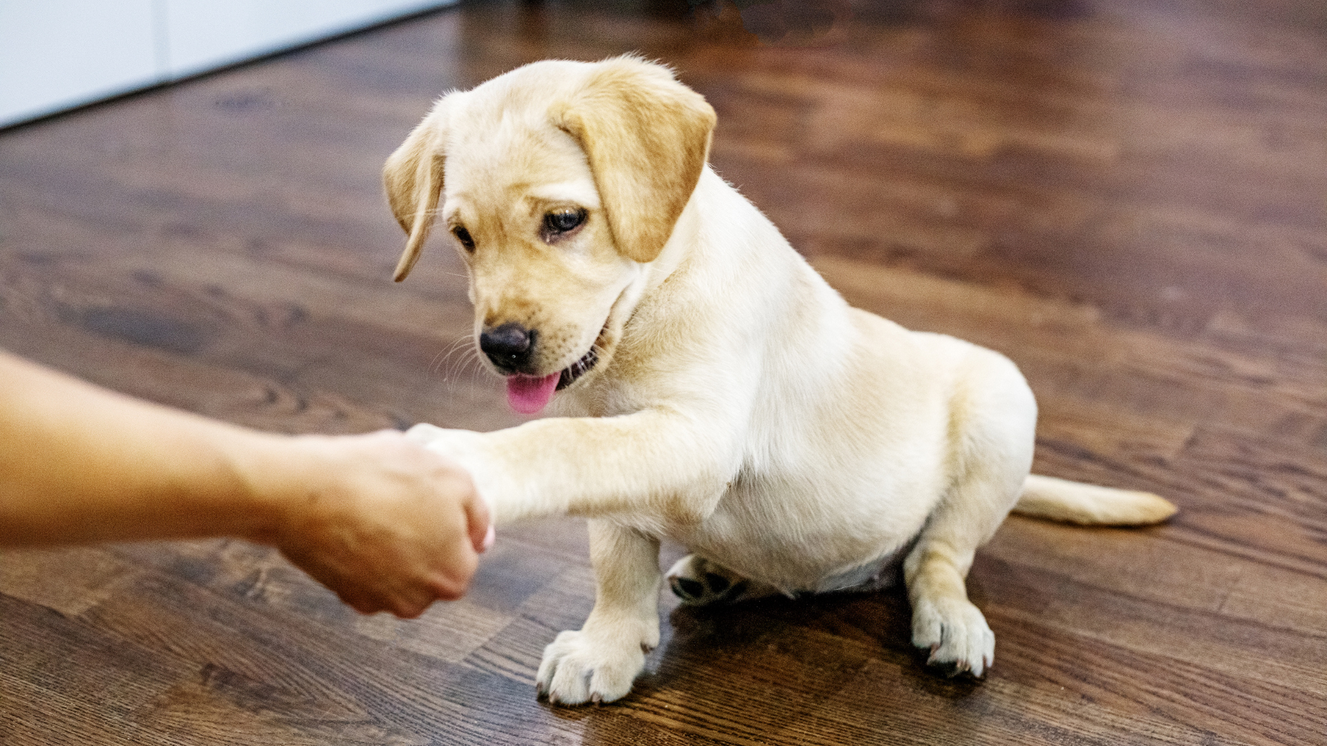 chien donne la patte