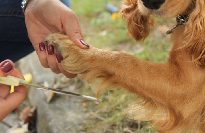 ciseaux de toilettage pour chiens