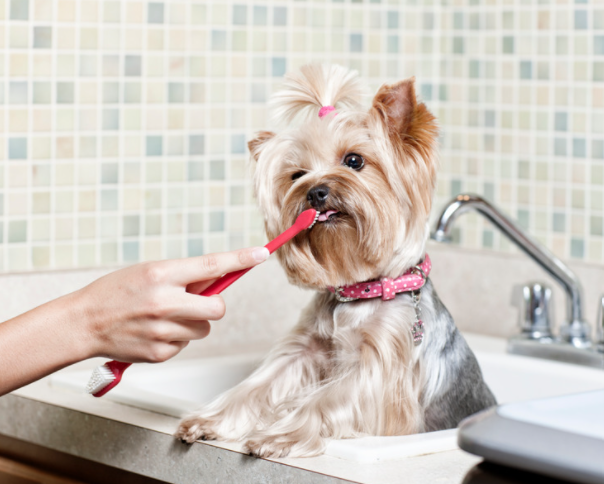 laver dents chien