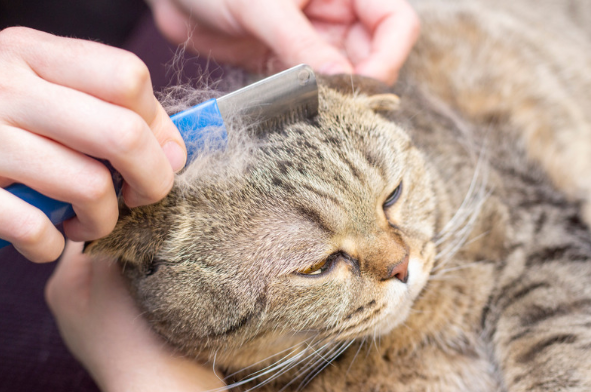 Chat se faisant brosser pour enlever ses poils