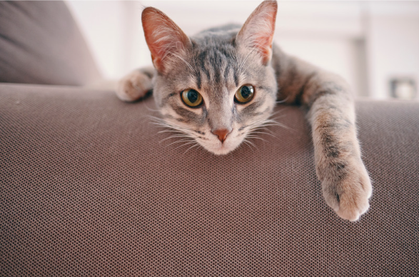 Chat gris sur un canapé en tissu
