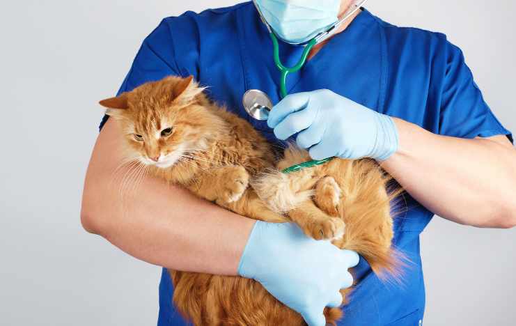 chat dans les bras d'un vétérinaire