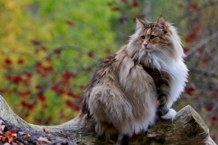 Chat avec poils longs dans la nature