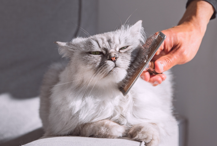 Chat qui se fait brosser