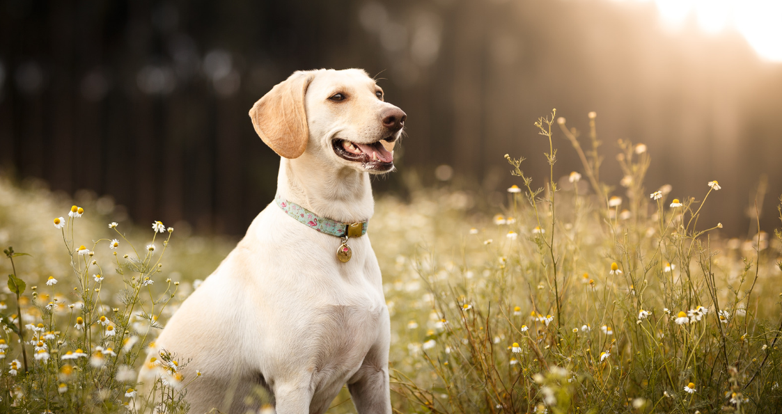 Chien dans un champ