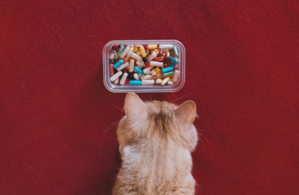 chat devant une boite de vitamine