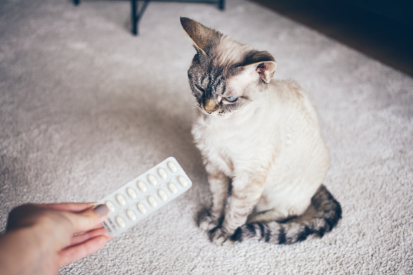Chat devant une palette de pilule