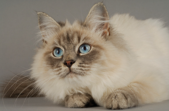 Chat de race sibérien