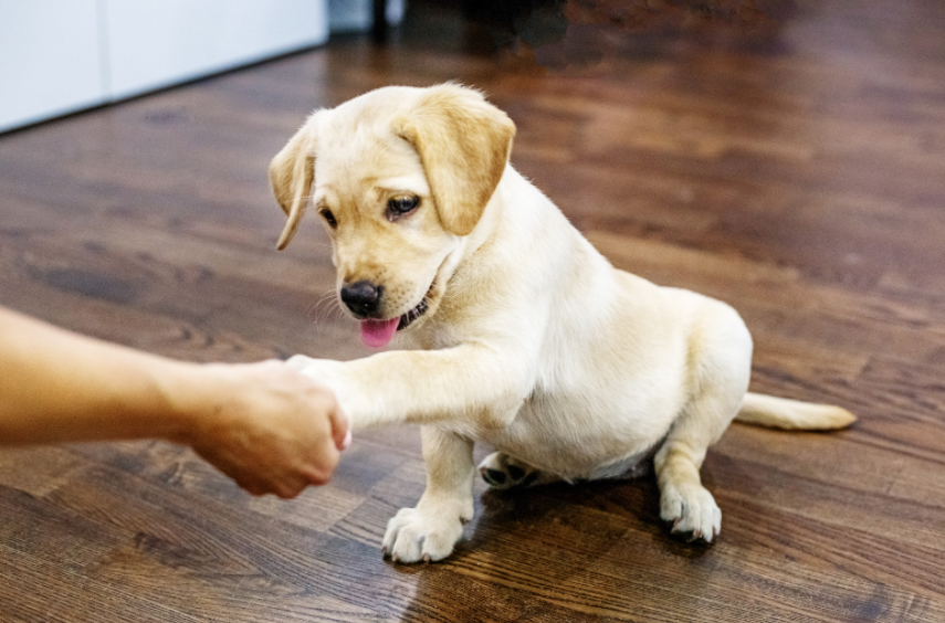 chien donne la patte