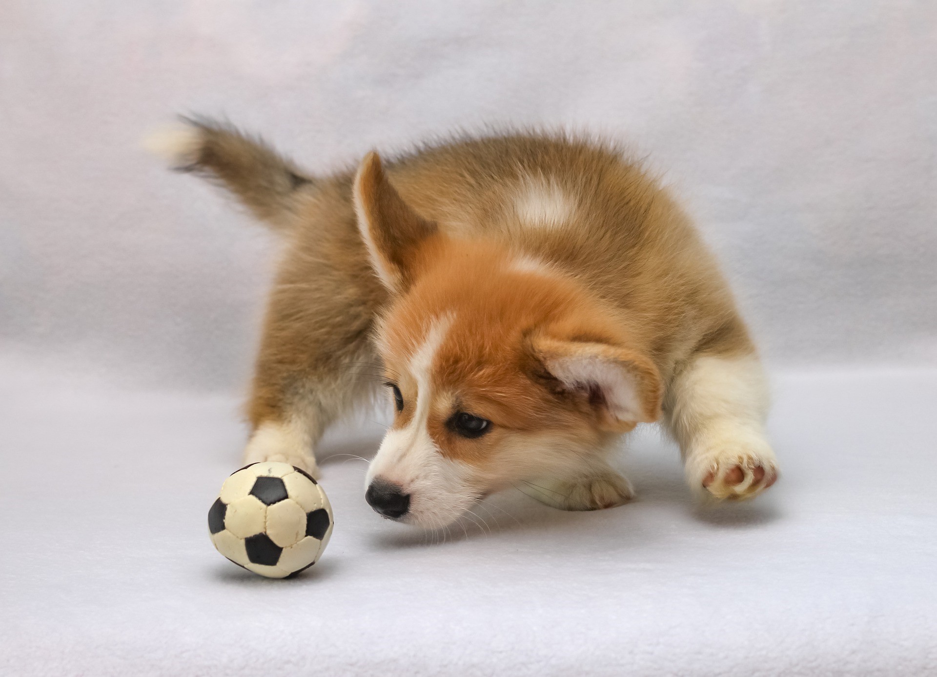 chien joue avec une balle