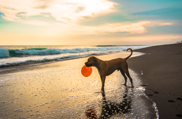 chien frisbee plage