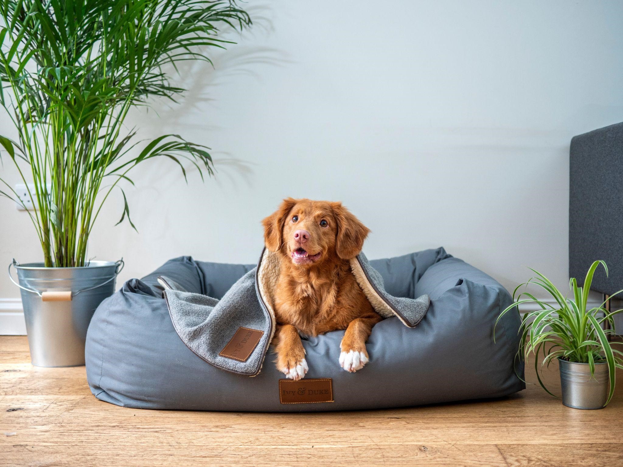 chien avec couverture