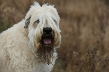 terrier wheaten