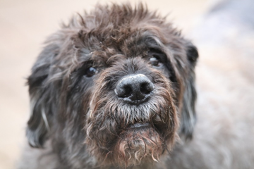 bouvier des flandres