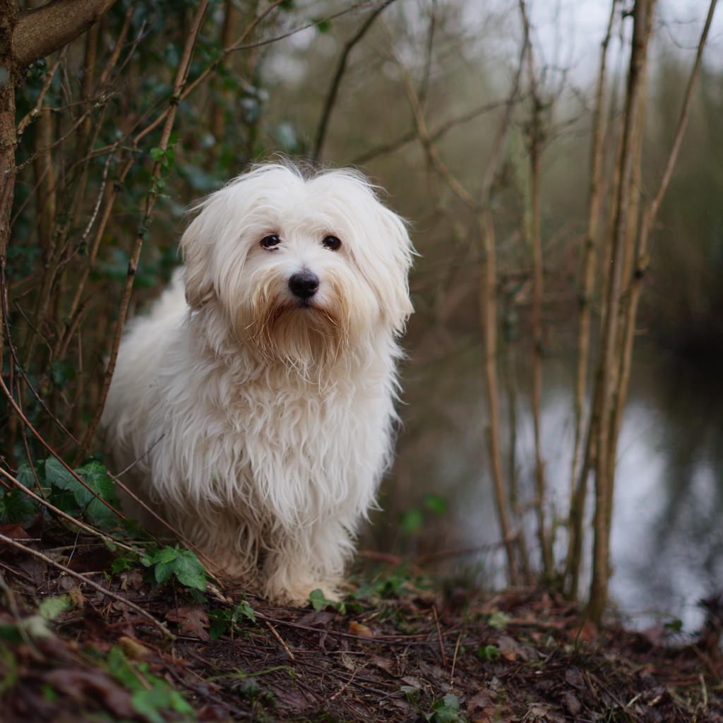 coton de tulear