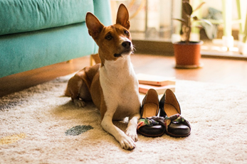 basenji sur tapis