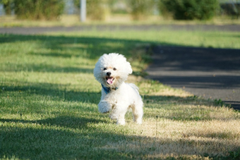 bichon frisé court