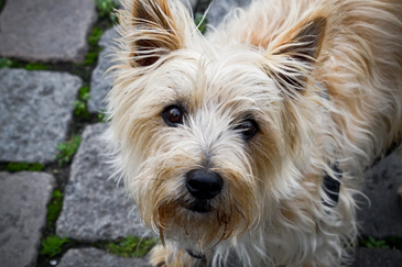 cairn terrier