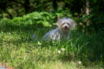 bichon maltais dans un pré