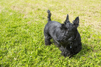 terrier ecossais