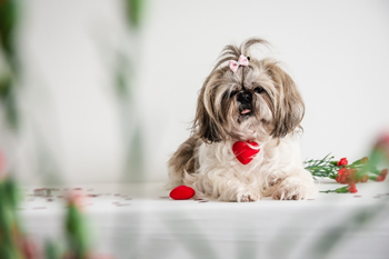 shih tzu