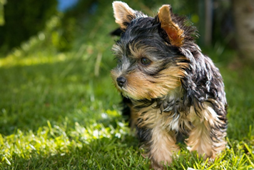 yorkshire terrier