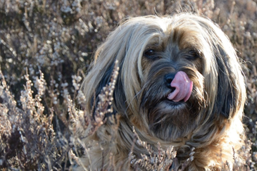 terrier tibetain