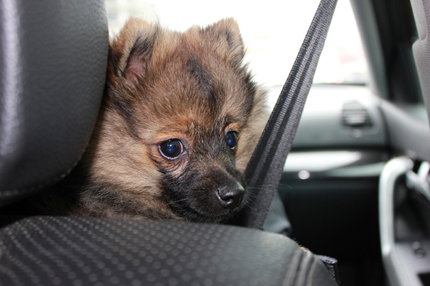 enlever les poils de chien sur les sieges de voiture