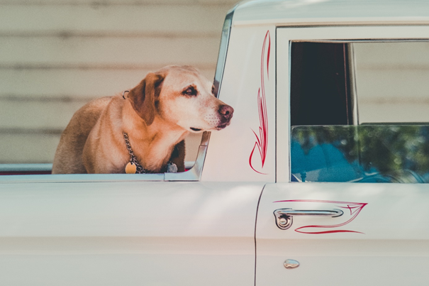 chien qui perd ses poils dans une voiture