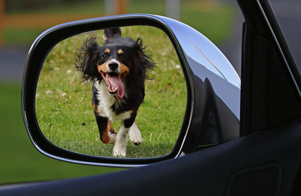 poils de chien sur la moquette de voiture