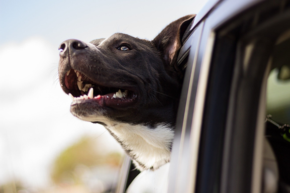 chien qui perd ses poils sur une moquette de voiture