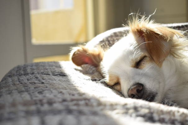 chien qui perd ses poils sur un plaid