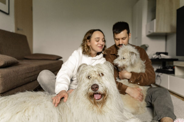 poils de chien sur un pull