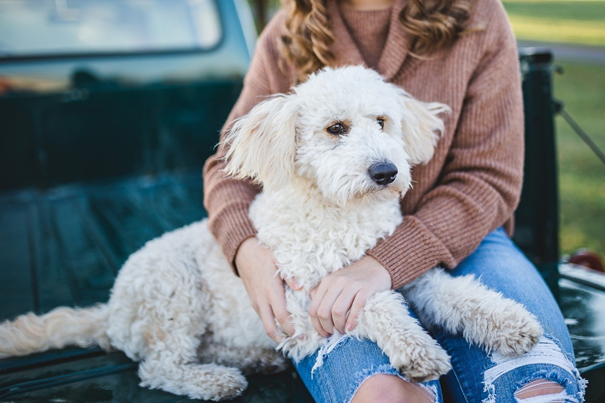 chien qui perd ses poils sur un pull