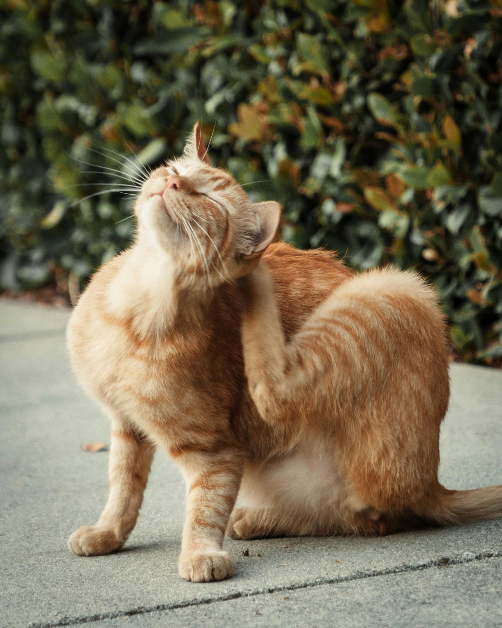 Brosse pour démêler les poils longs de chats 