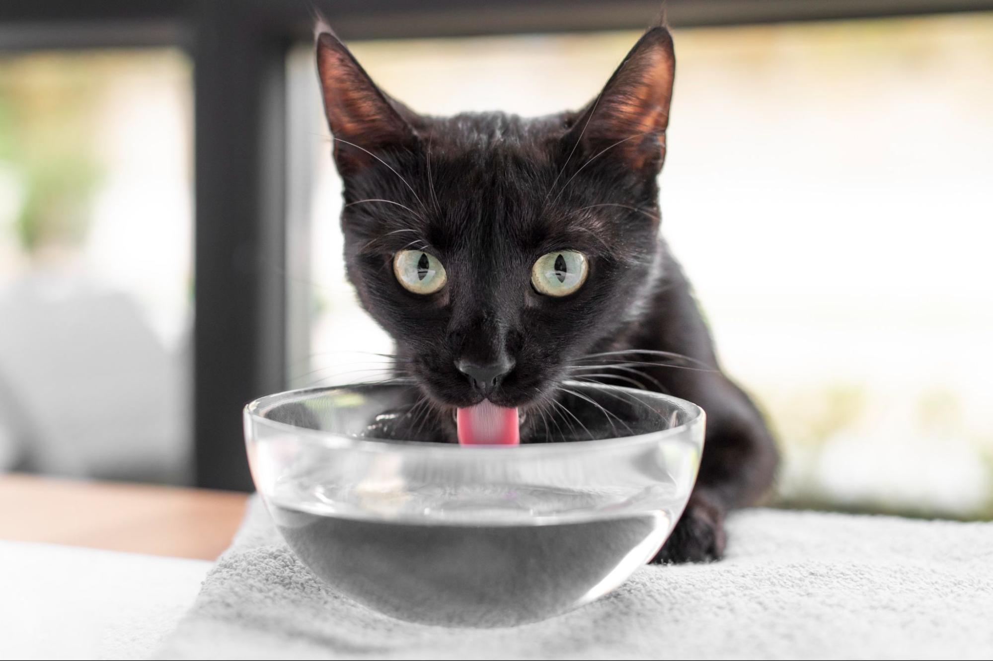 Brosse pour démêler les poils longs de chats 