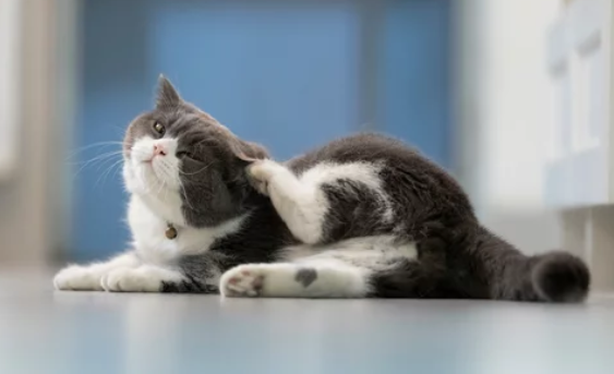 Brosse pour démêler les poils longs de chats 