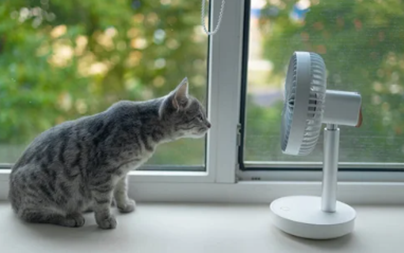Brosse pour démêler les poils longs de chats 