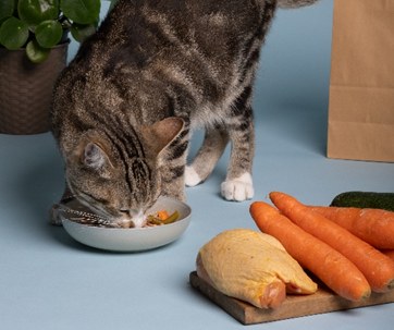Brosse pour démêler les poils longs de chats 