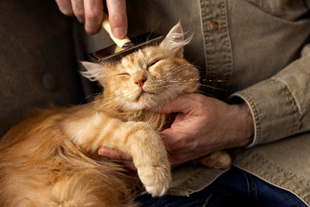 Massage crânien de chat